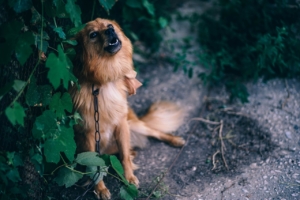 Air Purifier for Pets - Pet Odor Eliminator - Dog Howling
