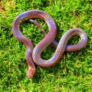 black and rainbow colored snake in grass