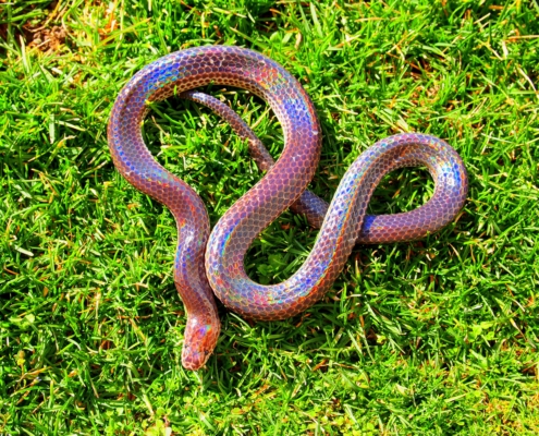 black and rainbow colored snake in grass