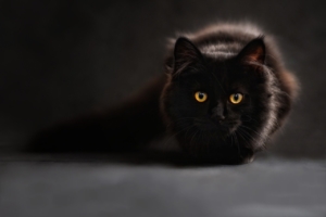 Air Purifier for Pets - Pet Odor Eliminator - black cat