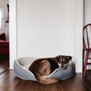 Air Purifier for Pets - Pet Odor Eliminator - dog bed