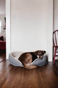 Brown and blonde dog in a grey dog bed