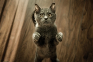Air Purifier for Pets - Pet Odor Eliminator - cat standing