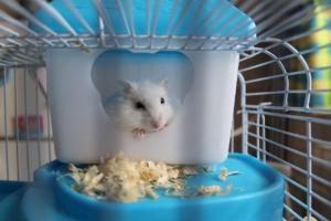 Air Purifier for Pets - Pet Odor Eliminator - white hamster