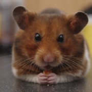 Brown and white hamster eating a seed