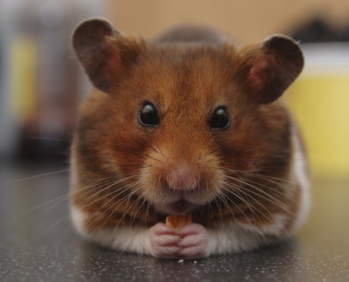 Brown and white hamster eating a seed