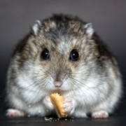 Brown white and grey hamster with a cracker