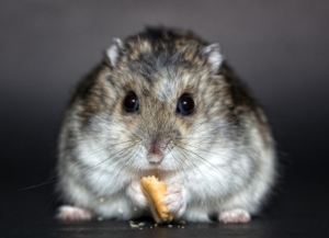 Air Purifier for Pets - Pet Odor Eliminator - hamster cracker