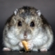 Air Purifier for Pets - Pet Odor Eliminator - grey hamster
