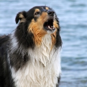 Collie dog barking with water in the background