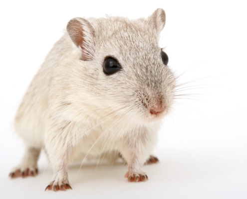 White and grey gerbil