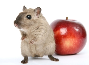 light brown and grey gerbil with an apple