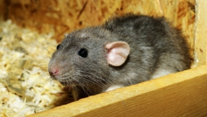 Air Purifier for Pets - Pet Odor Eliminator - mouse