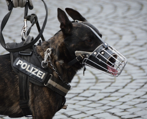 German Shephard Police dog with muzzle on