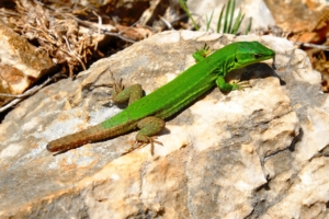 Day gecko on a rock