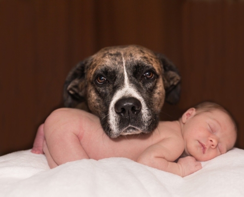 Brown, white and black dog with a newborn baby