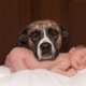 Brown, white and black dog with a newborn baby