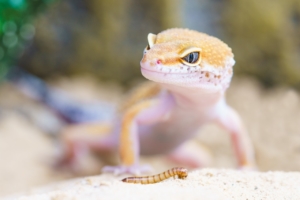 Gecko looking at a mealworm on a rock