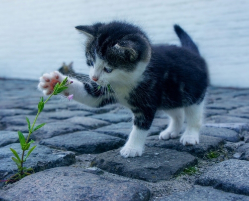 Black and white kitten pawing at a flower