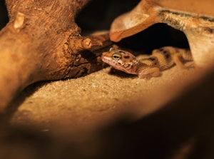Leopard gecko in an enclosure