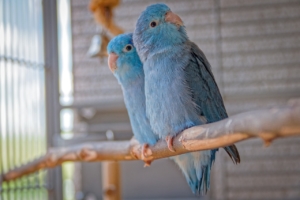 Air Purifier for Pets - Pet Odor Eliminator - two blue birds