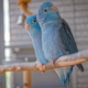 Blue, grey and black birds on a perch