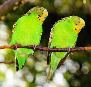 Air Purifier for Pets - Pet Odor Eliminator - Two parakeets