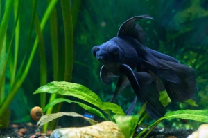  Air Purifier for Pets - Pet Odor Eliminator - black beta fish