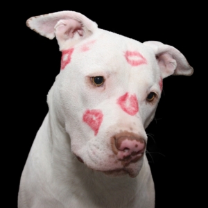 White Pitbull with lipstick marks on his face