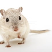 White and gray rat on a white background