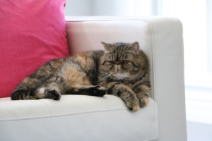 Brown, orange and black exotic shorthair cat on a couch