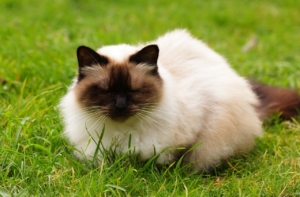 Brown, black and white himalayan cat in grass