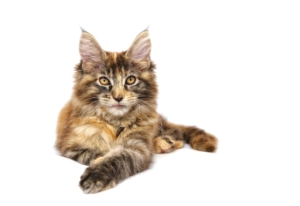 Air Purifier for Pets - Pet Odor Eliminator - Mainecoon Cat