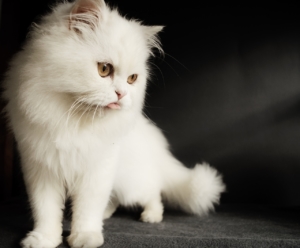 White persian cat