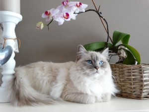 White and gray ragdoll cat with blue eyes