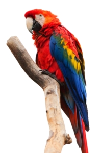 Red, yellow and blue parrot on a tree branch