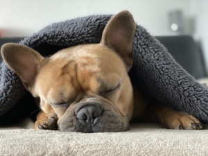 Brown and black french bulldog asleep under a towel