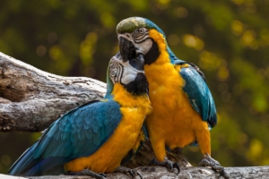 Two blue, yellow, and white parrots on a tree