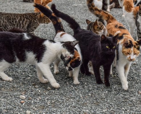 Group of mixed breed cats