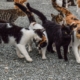 Group of mixed breed cats