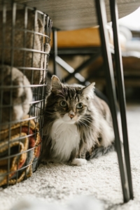 Air Purifier for Pets - Pet Odor Eliminator - fluffy cat