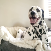Dalmatian dog laying on a dog bed - CritterZone offers a solution to remove pet odors from your home