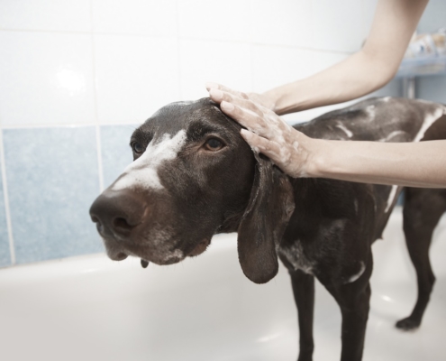 Air Purifier for Pets - Pet Odor Eliminator - Dog Bath