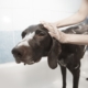 Air Purifier for Pets - Pet Odor Eliminator - Dog Bath