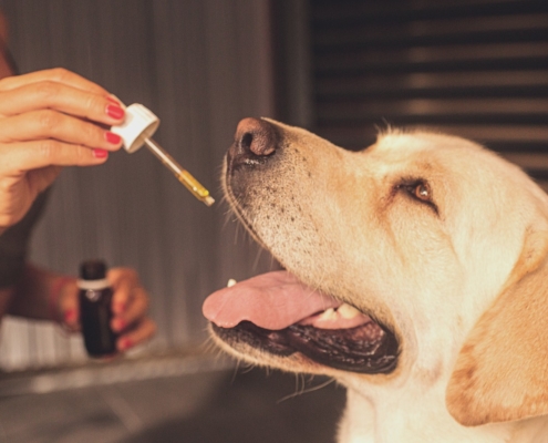 Air Purifier for Pets - Pet Odor Eliminator - CBD Dogs
