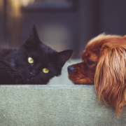 Air Purifier for Pets - Pet Odor Eliminator - black cat and dog