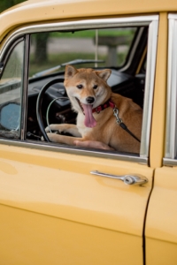 Air Purifier for Pets - Pet Odor Eliminator - dog yellow car