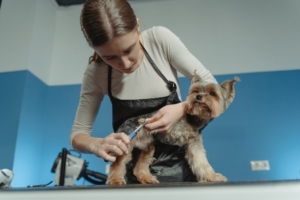 Air Purifier for Pets - Pet Odor Eliminator - yorkie groomer