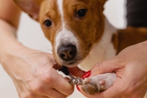 Air Purifier for Pets - Pet Odor Eliminator - dog nails
