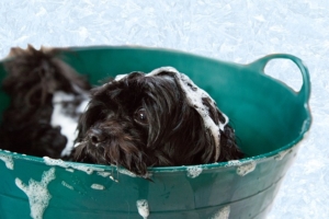 Air Purifier for Pets - Pet Odor Eliminator - bath time